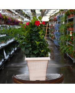 Mandevilla 'Rose' Patio Planter