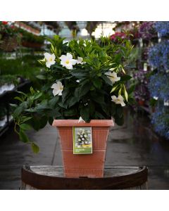 Mandevilla 'White' Patio Planter