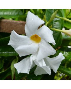 Mandevilla, Giant 'White'