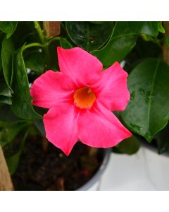 Mandevilla, Dipladenia Madinia® 'Coral Pink'