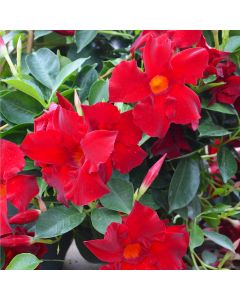 Mandevilla, Dipladenia Madinia® Maximo 'Red'