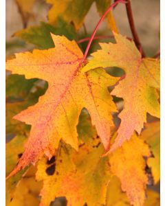 Acer, Red Maple 'Armstrong Gold®'