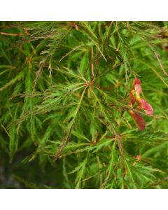 Acer, Hybrid Maple 'Wabi Sabi'