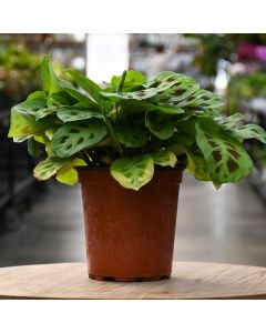 Maranta, Green