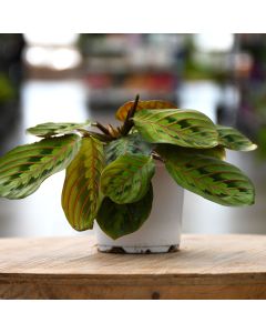 Maranta, Red