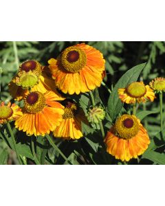 Helenium, Sneezeweed 'Mardi Gras'