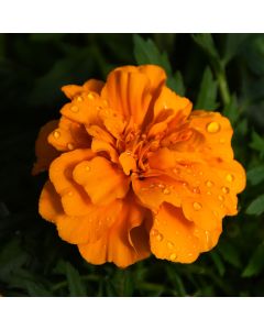Tagetes, Marigold Endurance™ 'Orange'