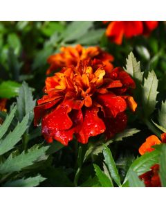 Tagetes, Marigold 'Fireball'