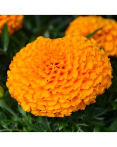 Tagetes, Marigold Antigua™ 'Orange'