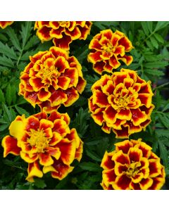 Tagetes, Marigold Durango® 'Bee'