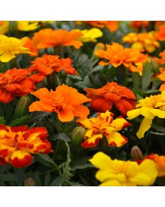 Tagetes, Marigold Durango® Mix