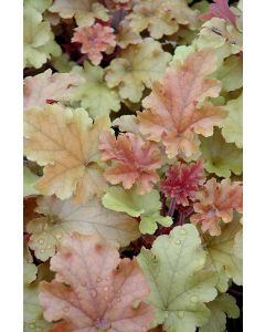 Heuchera, Bicolor Leaf Coral Bells 'Marmalade'