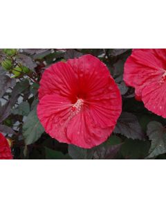Hibiscus, Rose Mallow 'Mars Madness'