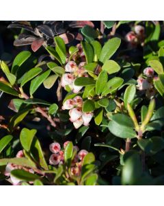 Arctostaphylos, Bearberry 'Massachusetts'