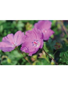 Geranium, Bloody Cranesbill 'Max Frei'