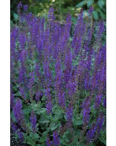 Salvia, Hybrid Sage 'May Night'