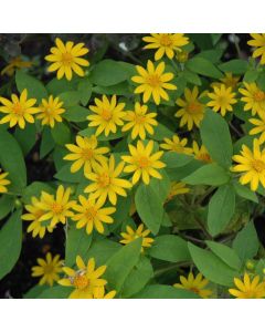 Melampodium, Showstar™ 'Yellow'