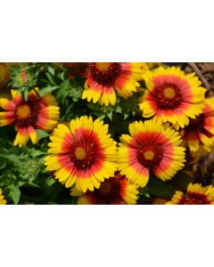 Gaillardia, Blanket Flower 'Mesa™ Bright Bicolor'