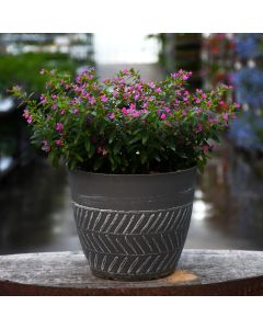 Cuphea Patio Planter