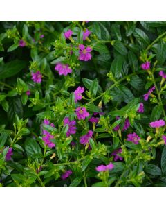 Cuphea, Mexican Heather 'Allyson'