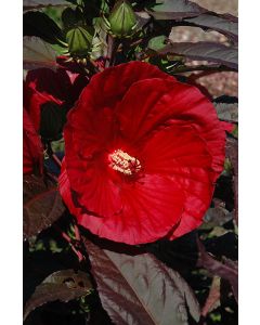 Hibiscus, Rose Mallow 'Midnight Marvel'