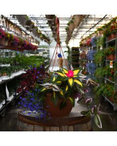 'Awesome Shade Combo' Mini Hanging Basket