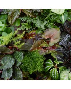 Mini Foliage