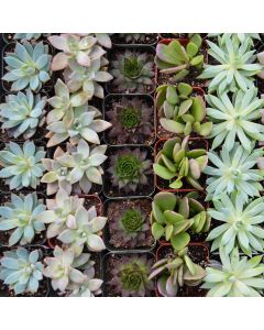 Gerten Grown Succulent Garden