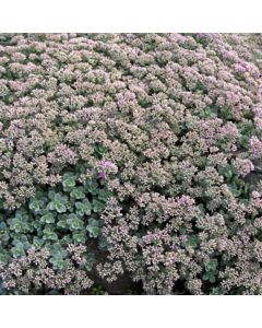 Sedum, Cliff Stonecrop 'Mini Ewersii'