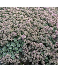 Sedum, Cliff Stonecrop 'Mini Ewersii'