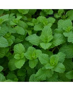 Mentha, Mojito Mint