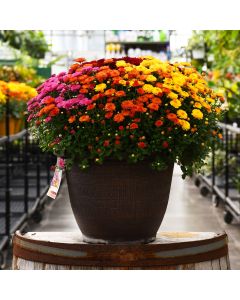 13"" Pot