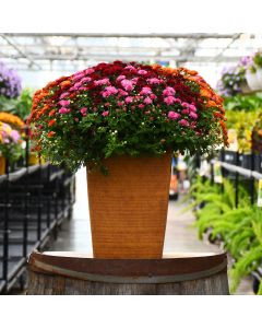 10.5"" Tuscany Square