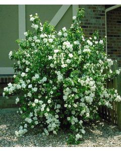 Philadelphus, Mock Orange 'Snow Dwarf'