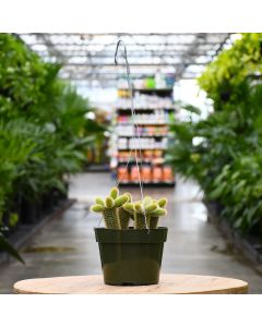 Cleistocactus colademononis, Monkey Tail Cactus