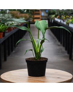 Monstera 'Burle Marx Flame'
