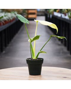 Monstera Deliciosa 'Mint'