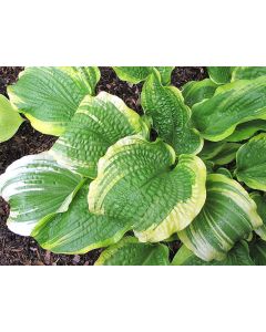Hosta, Lime-Green 'Montana Aureomarginata'