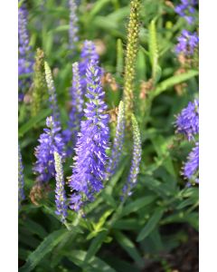 Veronica, Speedwell Moody Blues® 'Dark Blue'