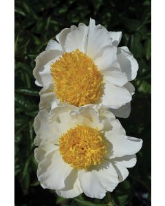 Paeonia, White Peony 'Moon of Nippon'