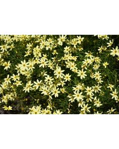 Coreopsis, Threadleaf Tickseed 'Moonbeam'