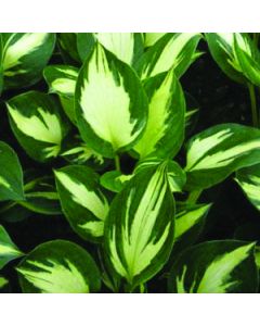 Hosta, Green-White Leaf 'Morning Star'