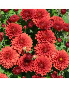 Chrysanthemum, Fall Mum 'Red'