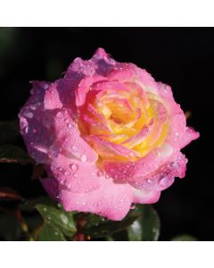 Rosa, Shrub Rose 'Easy Elegance® Music Box'