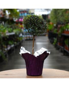 Myrtus Communis, Myrtle Topiary
