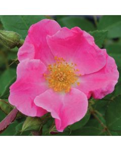 Rosa, Shrub Rose 'Nearly Wild'