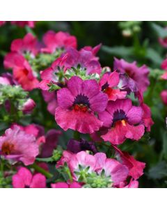 Nemesia, Nesia™ Magenta (early spring crop)