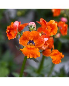 Nemesia, Nesia™ Tangerine (early spring crop)