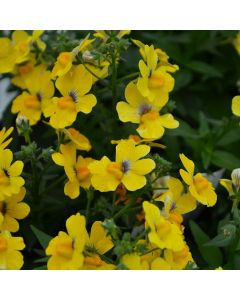 Nemesia, Nesia™ Inca