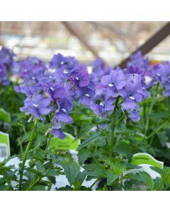 Nemesia, Nesia™ Denim